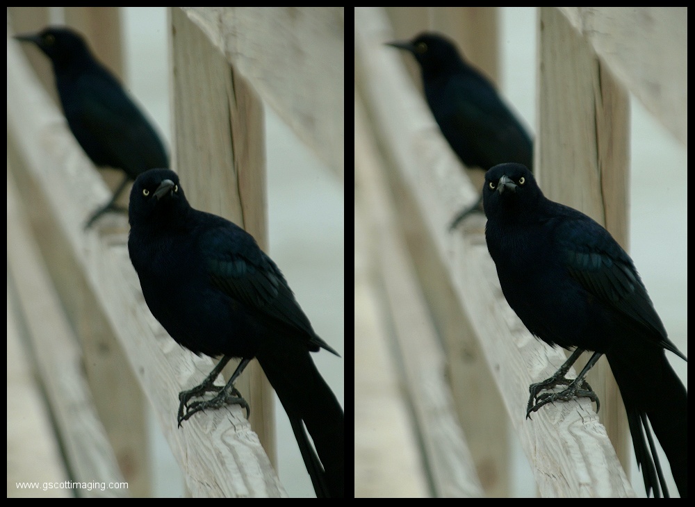 (06) BHP birds.jpg   (1000x730)   183 Kb                                    Click to display next picture